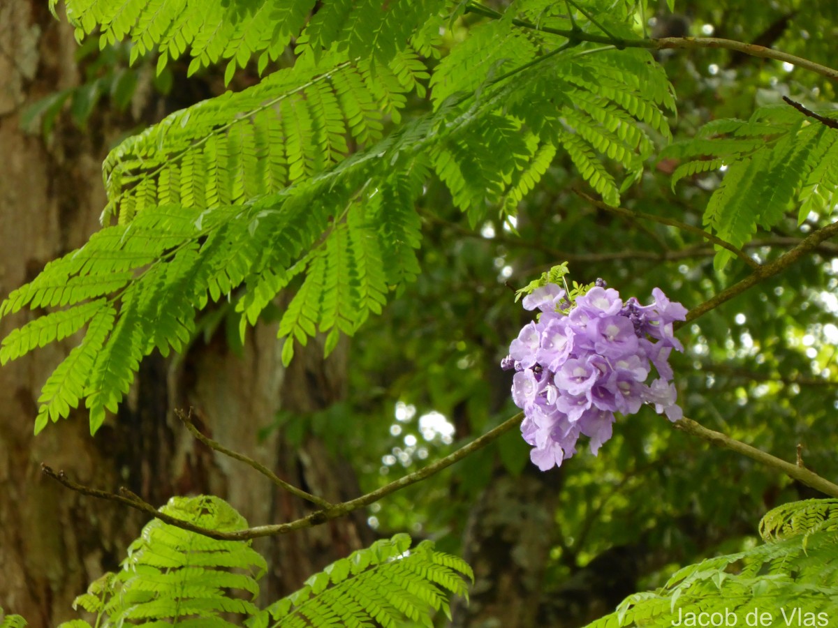 Jacaranda mimosifolia D.Don